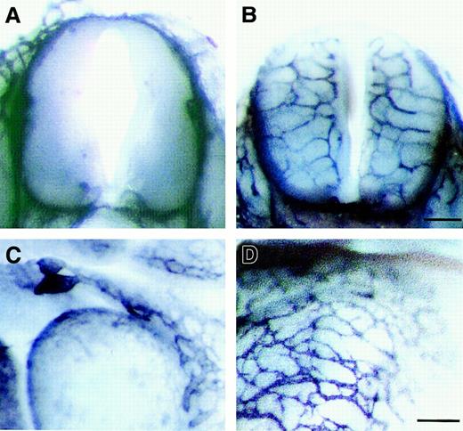 Fig. 6. Rescue of defective vascularity of. / np-1 mutant embryos in vivo by dimer of soluble NP-1. Injection of CD4-Fc as a control had no effect (A, C). On injection of NP-1–Fc, some np-1−/− embryos showed a substantial recovery of vascularity, and interestingly, the caliber of the rescued capillaries (B, D) was larger than those of capillaries in wild-type embryos (Figure 1A,C). Similar results were obtained in 3 independent experiments. The scale bar indicates 150 μm (A-B) or 300 μm (C-D).