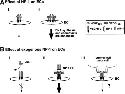 Fig. 7. Effect of exogenous NP-1 on EC development. / (A) When NP-1 was expressed on ECs, signaling by VEGF165was enhanced through dimerization of NP-1 and VEGFR-2 (ii) compared with situations in which VEGFR-2 alone was expressed on ECs (i). This may have been caused by conformational changes produced by VEGFR-2 on ECs. (B) A monomer of soluble NP-1 inhibited binding of VEGF165 to VEGFR-2 and prevented phosphorylation of VEGFR-2 (i); however, a dimer of soluble NP-1 bound to VEGF and enhanced phosphorylation of VEGFR-2 exogenously (ii). Candidate cells that express NP-1 and affect activation of VEGFR-2 on EC exogenously are neuronal cells, stromal cells in the bone marrow, tumor cells, and so on (iii). However, it is not clear whether the NP-1 on such cell types forms a dimer.