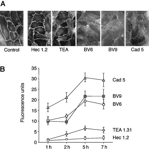 Fig. 1. Antibodies directed to VE-cadherin increase endothelial permeability. / (A) Endothelial cells grown to confluency on glass coverslips were exposed to mAbs (50 μg/mL). Seven hours later, cells were fixed and processed for immunofluorescence analysis of VE-cadherin distribution (bar = 20 μm). (B) FITC-dextran passage through endothelial cell monolayers on Transwell filters was measured at different times after incubation with VE-cadherin mAbs. The mAb code is on the right. The background permeability values measured in absence of the mAbs was subtracted from each point of the curves. Values are mean ± SEM of at least 4 replicates of a typical experiments out of 5 performed. The permeability values obtained with Cad 5, BV6, and BV9 were always significantly different (P < .01) from the values obtained with Hec 1.2 by analysis of variance and the Duncan test. The permeability values obtained with TEA 1.31 were significantly different (P < .05) from Hec 1.2 only at 5 hours.