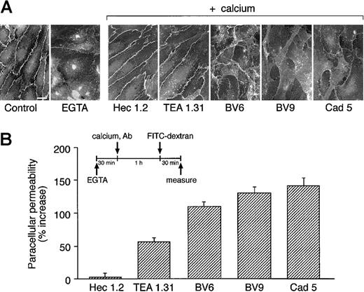 Fig. 2. Antibodies to VE-cadherin inhibit VE-cadherin clustering after Ca++ switch. / (A) Endothelial cell monolayers were exposed to 5 mM EGTA for 30 minutes. EGTA was then removed and Ca++ restored adding fresh culture medium either in the presence or in absence of mAbs. One hour later, cells were fixed and processed for immunofluorescence microscopy. The presence of VE-cadherin at junctions was detected by adding a polyclonal antibody VECR1-5. EGTA induced disappearance of VE-cadherin from cell-to-cell contacts. Addition of Ca++restored junctional localizaton of VE-cadherin in cells cultured in absence of mAbs (not shown) or in the presence of Hec 1.2 or TEA 1.31. VE-cadherin remained in large part outside the intercellular junctions when cells were cultured in the presence of BV6, BV9, and Cad 5 (bar = 20 μm). (B) Endothelial cells grown on Transwell filters were incubated with EGTA for 30 minutes. To allow junction reorganization, Ca++ was then restored in the presence or absence of mAbs (see above). FITC-dextran was added 1 hour after Ca++ restoration, and permeability was measured 30 minutes later. Data are expressed as percentage increase in permeability in comparison to cells maintained in the absence of mAbs and are means ± SEM of 4 replicates from a typical experiment out of 3 performed.