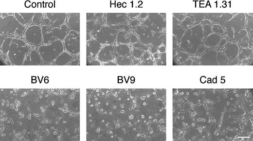 Fig. 4. Monoclonal antibodies to VE-cadherin inhibit the organization of vascularlike structures in endothelial cells. / Endothelial cell monolayers were cultured in a 3D fibrin gel (see “Materials and methods”). After 48 hours, cells reorganize in cords and tubes. In the presence of mAbs to VE-cadherin BV6, BV9, and Cad 5 (50 μg/mL), the formation of the cord network was blocked. Monoclonal antibodies TEA 1.31 or Hec 1.2 (50 μg/mL) did not change the reorganization pattern as compared with control (bar = 30 μm).