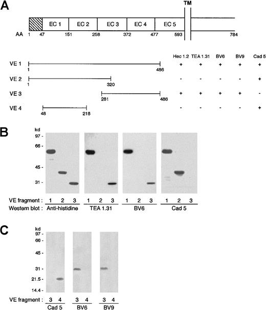 Fig. 5. Different mAbs bind to different regions of VE-cadherin. / (A) Schematic representation of VE-cadherin fragments spanning different regions of the protein ectodomain and the mAb binding domain. TM indicates transmembrane domain; EC, extracellular domain. (B) Western blot analysis of mAbs binding to VE-cadherin fragments produced in Escherichia coli. Antihistidine antibody recognized the 3 fragments VE1, VE2, and VE3, which migrated at molecular weights of 60, 40, and 30 kd, respectively. Monoclonal antibodies TEA 1.31 and BV6 bound to VE1 and VE3 but not VE2. mAb Cad 5 bound to VE1 and VE2. (C) Immunoprecipitation analysis of VE3 and VE4 obtained by protein synthesis in vitro. Biotinylated lysine residues are incorporated into nascent proteins during translation. Fragments VE3 and VE4 were immunoprecipitated with Cad 5, BV6, and BV9, and after sodium dodecyl sulfate–polyacrylamide gel electrophoresis and electroblotting, the biotinylated proteins were visualized by streptavidin–horseradish peroxidase. Cad 5 bound to VE4 while BV6 and BV9 bound to VE3 only.