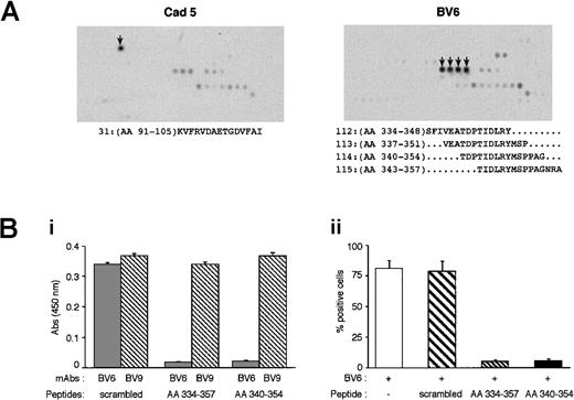 Fig. 6. Identification of the peptidic sequence recognized by BV6. / (A) Peptide scan of VE-cadherin extracellular region. Peptides of 15 AA spanning the entire extracellular domain of the protein were synthesized and tested for mAb recognition (arrows indicate the peptide spots recognized).41 mAb Cad 5 bound to peptide 31: KVFRVDAETGDVFAI; mAb BV6 bound to peptides 112 to 115 containing the sequence TIDLRY. (B) The peptides containing TIDLRY corresponding to VE-cadherin sequences AA 334 to 357 and AA 340 to 354 and the scrambled peptide (APRTDIAEINDGYPVTSMRFPALS) were tested in competition ELISA experiments. (Bi) The binding of soluble BV6 and BV9 (0.5 μg/mL) to purified VE-cadherin recombinant fragment (VE1-Ig, 1 μg/mL) coated on plastic was tested in the presence or absence of the peptides (200 μM). TIDLRY peptides blocked BV6 but not BV9 binding. (Bii) Flow cytometric analysis of BV6 binding to endothelial cells expressing VE-cadherin. Peptides containing TIDLRY sequence but not scrambled peptides blocked the binding of BV6.