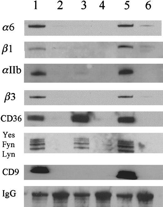 Fig. 2. Western blot analysis of CD36-associated proteins. / Three detergents, CHAPS (lanes 1,2), Triton X-100 (lanes 3 and 4), and Brij 99 (lanes 5 and 6), were used to lyse the platelets. The immunoprecipitations with the anti-CD36 antibody (lanes 1, 3, and 5) were compared with those with nonimmune mouse IgG (lanes 2,4,6). The results show that αIIb, β3, α6, β1, and CD9 were detected in CHAPS and Brij 99 platelet lysates but were not detected in Triton X-100 platelet lysates. CD36 and the Src gene family members, Lyn, Fyn, and Yes, were detected in all of the detergent lysates.