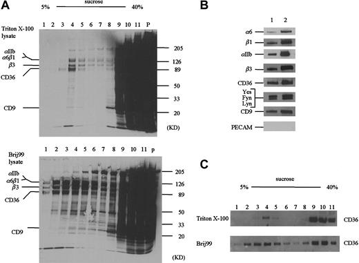 Fig. 4. Sucrose gradient ultracentrifugation of detergent extracts. / (A) Biotinylated blood platelets were solubilized in 1% Triton X-100 (A, top) or Brij 99 (A, bottom) and centrifuged on 5% to 40% sucrose step gradients (see “Materials and methods”). An equal volume (10 μL) of each fraction was subjected to SDS-PAGE. Whereas the majority of biotinylated proteins is associated with the high-density factions, a cholesterol-rich population centered on fraction 4 is observed in the lower-density fractions. (B) The presence of the various CD36-associated proteins in fraction 4 from the Triton X-100–solubilized platelets (lane 1) or the Brij 99–solubilized platelets (lane 2) was detected by Western blotting. (C) The distribution of CD36 within the sucrose gradients was determined by Western blotting with an anti-CD36 antibody.