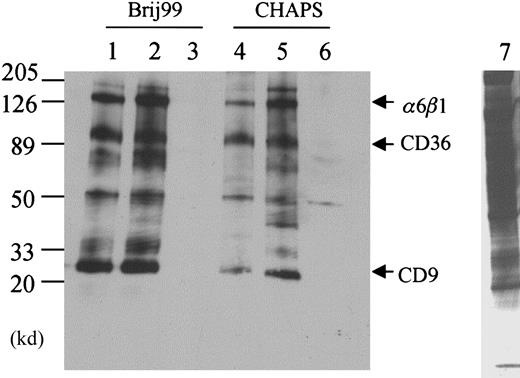 Fig. 5. CD36-associated proteins on thrombasthenic platelets. / Platelet membrane proteins from a patient with Glanzmann thrombasthenia were labeled with biotin and lysed in Brij 99 (lanes 1, 2, and 3) or CHAPS (lanes 4, 5, and 6). The platelet lysates were immunoprecipitated with anti-CD36 antibody FA6-152 (lanes 1 and 4), anti-CD9 antibody (lanes 2 and 5) or nonimmune mouse IgG (lanes 3 and 6). The results show that CD36 was coprecipitated with CD9 and α6β1 in the absence of αIIbβ3. Lane 7 is the complete platelet lysate, showing that multiple platelet membrane proteins are biotinylated and the bands that are immunoprecipitated with anti-CD36 antibodies are not selectively labeled.