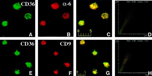 Fig. 6. Confocal immunofluorescence visualization of CD36 and α6 (A-D) or CD36 and CD9 (E-H) colocalization in human platelets. / Fixed human platelets were simultaneously incubated with mouse anti-CD36 and rabbit anti-α6 antibodies (A-D) or rabbit anti-CD36 and mouse anti-CD9 (E-H) antibodies, followed by incubation with multiple reporter antibodies. CD36 visualized in the green channel (A,E), colocalized with α6 integrin (B) or CD9 (F), visualized in the red channel giving rise to yellow-orange color in the merged panels (C,G). The fluorograms generated from the red and green intensities within the merged panel are shown in panels D and H. The axes represent red and green pixel intensities (0-255) in the merged panels (C and G).