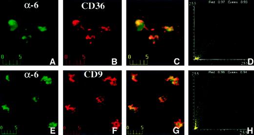 Fig. 7. Confocal immunofluorescence visualization of CD36 and α6 (A-D) or CD9 and α6 (E-H) capping on human platelets. / Fresh platelets were plated on fibronectin-coated coverslips and incubated with mouse anti-CD36 and rat anti-α6 antibodies (A-D) or mouse anti-CD9 and rat anti-α6 antibodies (E-H) at 20°C for 1 hour. α6 was visualized in the green channel (A,E) and CD36 (B) or CD9 (F) was visualized in the red channel. Capping is apparent in the merged panels (C,G) as yellow-orange color and in the fluorograms (D,H). The platelets on fibronectin in this figure are approximately twice as large as those shown in Figure 6 on polylysine.
