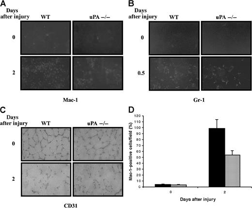 Fig. 3. Immunohistochemical demonstration of the presence of inflammatory cells in muscles of wild-type and uPA-deficient mice after glycerol-induced injury. / Detection of macrophages (Mac-1+) (A) and neutrophils (Gr-1+) (B) in transverse sections of control and injured skeletal muscles of wild-type (WT) and uPA-deficient mice at the indicated times after injury. Mac-1–expressing cells increased 2 days after injury in muscle of WT and uPA-deficient mice; however, the number of Mac-1–positive cells was lower in uPA−/− mice muscle. Gr-1–expressing cells were maximal 12 hours after injury in both WT and uPA-deficient mice, though there were fewer Gr-1–positive cells in the uPA-deficient mice. (C) Detection of endothelial (CD31+) cells in skeletal muscle of WT and uPA-deficient mice. No significant differences in the number of CD31-stained microvessels were found between uPA-deficient and WT mice. Original magnification, 400×. (D) Quantitative analysis of Mac-1–positive cells in regenerating muscles of WT ▪ and uPA-deficient ░ mice. Muscles were analyzed for Mac-1 immunofluorescence at 0 and 2 days after injury. Mac-1–positive cells were counted in 10 random fields per section, and data from 12 sections per muscle were pooled. Mean values for both limbs were to provide a mean value for each animal (3 animals were studied at each time point). Histograms show the percentage of reduction (46%) of Mac-1–positive cells in uPA−/− mice with respect to WT mice.