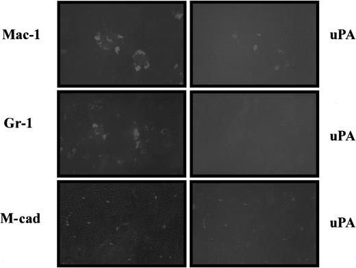 Fig. 4. uPA is expressed by macrophages and satellite cells after muscle injury. / Double-immunohistochemical staining of cross-sections from regenerating muscle of wild-type mice visualizing uPA, together with Mac-1, Gr-1, and M-cadherin, respectively. uPA is expressed by macrophages, but not by neutrophils, because abundant uPA– and Mac-1–double-positive cells were found 2 days after injury, whereas no uPA– or Gr-1–double-positive cells were found 12 hours after injury. uPA is expressed in satellite cells because it was detected in M-cadherin–positive cells 5 days after injury.