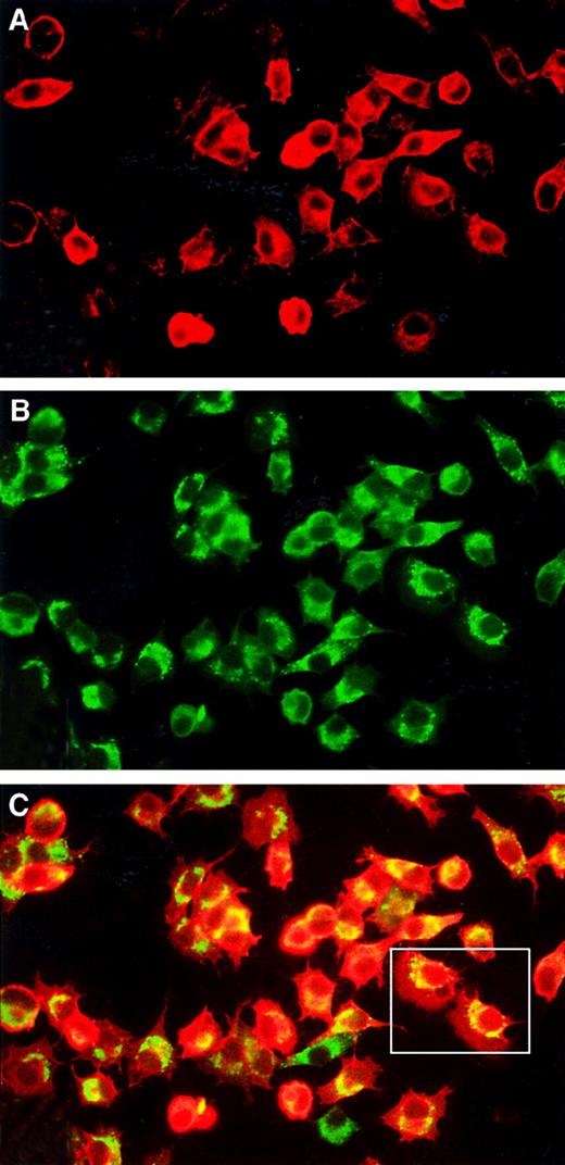 Fig. 2. Double-immunofluorescence staining for TF and VIIa. / BHK(TF) cells were incubated with 10 nM VIIa for 1 hour at 37°C and then stained for VIIa (A) and TF (B) as described in “Materials and methods.” (C) Pictures of panels A and B have been merged to highlight areas with colocalization (yellow). Note that most of the cells show a high degree of colocalization of TF and VIIa. In a subset of these, colocalization in perinuclear vesicles is quite evident.