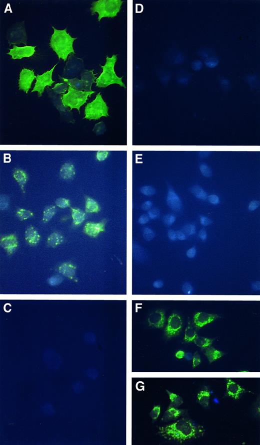 Fig. 3. Immunofluorescence staining for VIIa or TF. / BHK(TF) cells treated with 10 nM VIIa (A-C, G) or buffer (D-F) were immunofluorescence stained with VII antibodies (A-E) or TF antibodies (F, G). (A) Cells were treated with 10 nM VIIa for 1 hour at 37°C, and the unbound VIIa was removed before fixing the cells. (B) Cells were treated with 10 nM VIIa for 1 hour at 37°C, the unbound VIIa was removed, and the cell surface–associated VIIa was eluted with low-pH buffer to illustrate the cell surface–internalized VIIa. (C) Cells were treated with 10 nM VIIa for 1 hour at 4°C, the unbound VIIa was removed, and the cell surface–associated VIIa was eluted with low-pH buffer. (D, E) Cells were treated the same as in panels A and B, respectively, except that VIIa was not included in the incubation medium. (F, G) Immunostaining of TF after 1-hour exposure of BHK(TF) cells at 37°C to the control medium and 10 nM VIIa, respectively.
