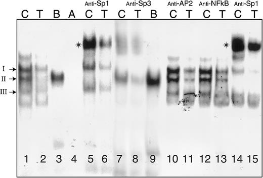 Fig. 3. Binding of nuclear proteins from Dami cells to oligonucleotides (residues −65 to −38) containing Sp1/Sp3 sites A and B. / Nuclear extracts were prepared from Dami cells and incubated with radiolabeled oligonucleotides (Table 2) either in the absence of antiserum (lanes 1-4) or following incubation with anti-Sp1 (lanes 5, 6, 14, 15), anti-Sp3 (lanes 7-9), anti-AP2 (lanes 10, 11), or anti-NFκB (lanes 12, 13). The radiolabeled nucleotide probes (Table2) were −52C (“C”), −52T (“T”), B, and A, as indicated at the top of each lane. The positions of complexes I, II, and III are indicated to the left of the gel. Asterisks denote supershifted complexes. The samples in lanes 14 and 15, preincubated with anti-SP1, were treated in the same experiment as those depicted in lanes 10-13.