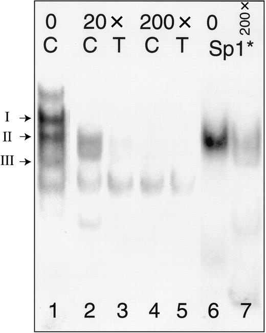 Fig. 4. Competition between oligonucleotides −52C or −52T and a consensus Sp1 oligonucleotide (Sp1*). / The positions of complexes I, II, and III are indicated to the left of the gel. Nuclear extracts were prepared from Dami cells and incubated with radiolabeled oligonucleotides (Table 2) either in the absence of inhibitor (lane 1) or following preincubation with a 20-fold molar excess (lanes 2, 3) or 200-fold molar excess (lanes 4, 5) of Sp1* (Promega). Radiolabeled Sp1* forms a complex with Sp1 derived from Dami cell nuclear protein extracts (lane 6) that has a mobility identical to that of complex II formed with probes −52C (“C”) or −52T (“T”); the complex formed with labeled Sp1* is also inhibited by addition of a 200-fold molar excess of unlabeled Sp1* (lane 7).