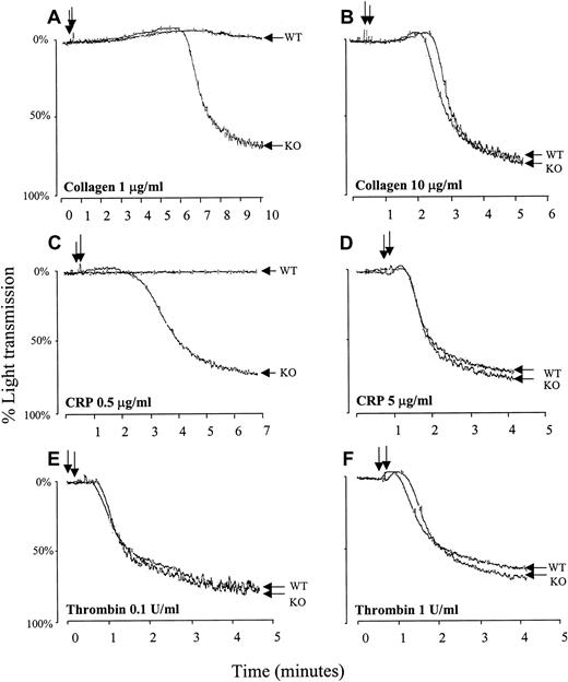 Fig. 2. PECAM-1−/− platelets show hyper-aggregation in response to stimulation with GPVI-specific agonists. / Murine platelets were isolated from wild-type (WT) and PECAM-1−/− (KO) mice, washed, and resuspended at a concentration of 2.5 × 108 platelets/mL. Stirred platelets (200 μL) were exposed to fibrillar collagen in absence of Mg2+ at a concentration of 1 μg/mL (A) or 10 μg/mL (B), to CRP at a concentration of 0.5 μg/mL (C) or 5 μg/mL (D), or to thrombin at a concentration of 0.1 (E) or 1 (F) U/mL. Changes in light transmission of the stimulated platelet suspension were measured in an aggregometer. Similar results were obtained with 5 separate platelet preparations. Note that compared to wild-type platelets, PECAM-1−/− platelets showed hyper-aggregation in response to stimulation with low concentrations of GPVI-specific agonists but not in response to stimulation with high concentrations of the same agonists or thrombin.