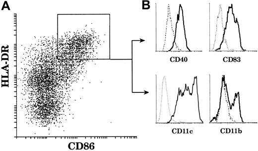 Fig. 1. CD11b− and CD11b+ mature thymic DCs. / Mature thymic DCs comprise 2 populations segregated by CD11b expression. DCs were released from a thymus tissue sample, light-density cells selected, and non-DC lineages including T and B cells depleted. The enriched DCs were then immunofluorescent stained and analyzed. (A) DCs were gated on the basis of high HLA-DR (Cy5) and positive CD86 (Texas Red) fluorescence. (B) HLA-DRhighCD86+ DCs express CD40 (FITC) and CD83 (PE). All express CD11c (PE); however, a major population (65%) lacks CD11b (FITC) expression and a minor population (35%) is CD11b+. This figure is representative of 4 separate thymuses.