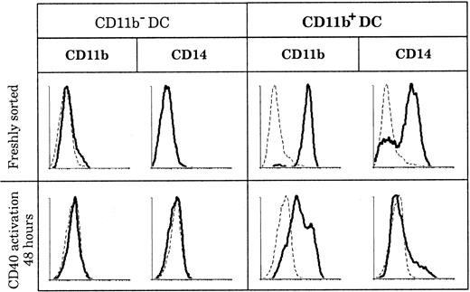 Fig. 5. Marker persistence or loss in culture. / CD11b− and CD11b+ DCs were stained for CD11b and CD14 expression immediately after sorting and after 2 days of CD40 activation. Whereas CD11b and CD14 expression is negative before and after CD40 activation of CD11b− DCs, all CD11b+ DCs lose CD14 expression and slightly down-regulate but do not lose CD11b expression following CD40 activation. This figure is representative of 3 experiments.