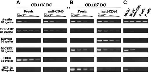 Fig. 6. Messenger RNA expression before and after CD40 activation. / CD11b+ DCs, but not CD11b− DCs, express the M-CSFR, MIP-1α, and decysin after CD40 activation; CD11b− DCs express TECK. Two-fold dilutions of cDNA were prepared from RNA purified from CD11b− and CD11b+ thymic DCs, freshly after sorting or after 24 hours of CD40 activation by means of an agonistic anti-CD40 antibody. (A) CD11b− DCs express high levels of DC-LAMP and TECK freshly after isolation. After 24 hours of CD40 activation, DC-LAMP is still expressed, but only very little decysin is expressed and TECK expression is down-regulated. MIP-1α and M-CSFR mRNA were never detected, before or after CD40 activation. (B) After CD40 activation, CD11b+ DCs up-regulate DC-LAMP and express very high amounts of decysin. CD11b+ DCs express MIP-1α and the M-CSFR freshly after sorting and retain some M-CSFR expression after CD40 activation. However, CD11b+ DCs do not express TECK, either freshly or after CD40 activation. (C) Controls from MoDCs (fresh or CD40-activated), tonsillar CD3+ T cells, and CD20+ B cells show that DC-LAMP and decysin are expressed only in mature DCs. The analysis is representative of 4 separate experiments using 2 separate thymus samples.