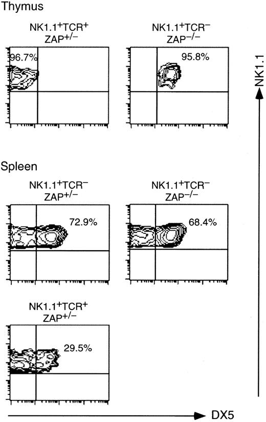 Fig. 4. DX5 expressions on NK1.1+ thymocytes and splenocytes from control (ZAP-70+/−) and ZAP-70−/− mice. / Thymocytes and splenocytes were stained with PE–anti-NK1.1, FITC–anti-TCRαβ, and biotinylated anti-DX5 followed by streptavidin–Red 670. NK1.1+ TCRαβ+ or NK1.1+ TCRαβ− cells in the thymus and spleen were electronically gated and analyzed for the expression of DX5 on FACScan. Dead cells were electronically gated out with propidium iodide staining. FACS profiles were shown in contour with NK1.1 versus DX5 staining.