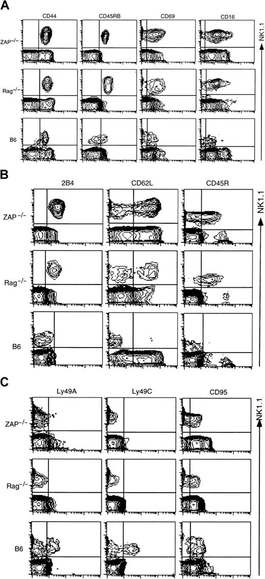 Fig. 5. Phenotype of NK1.1+CD3−thymocytes from ZAP-70−/−, RAG-1−/−, and B6. / Whole thymocytes (B6-RAG-1−/−), thymocytes enriched for CD8− HSA− population with MACS (ZAP-70−/−), and thymocytes enriched for CD8− HSA− with MACS and electronic gating for CD3− thymocytes (B6 mice) were stained with PE–anti-NK1.1 and various cell surface markers (grouped in panels A-C) as described in “Materials and methods.” Expressions of NK1.1 (vertical) and other markers (horizontal) on either enriched or whole thymocytes are indicated.
