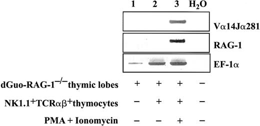 Fig. 10. Detection of Vα14Jα281 transcripts with RT-PCR in inductive cultures. / Total RNA was extracted from the thymic lobes (RAG-1−/−in C57BL/6 background) alone (lane 1) or lobes with sorted NK1.1+ TCRαβ− cells in the presence (lane 3) or absence (lane 2) of PMA plus ionomycin, and RT-PCR was performed as described in “Materials and methods” with primer pairs Vα14 Leader/Cα-rev1 and Vα14/Jα281, RAG-1 5′/3′ and RAG-1 5′ nest/3′ nest, or EF-1α 5′/EF-1α 3′ for positive control. RT-PCR was also performed without RNA (lane 4) as control. Results are representative of 3 separate experiments.