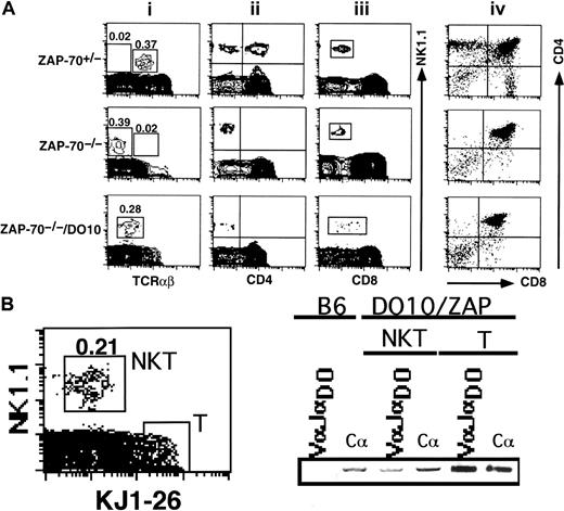Fig. 11. Detection of NK1.1+ TCRαβdim thymocytes in ZAP-70−/−/DO10 TCR transgenic mouse. / (A) Thymocytes obtained from ZAP-70+/−, ZAP-70−/−, or ZAP- 70−/−/DO10 mice were stained with PE–anti-NK1.1/FITC–anti-TCRαβ (i), PE–anti-NK1.1/FITC–anti-CD4 (ii), PE–anti-NK1.1/FITC–anti-CD8 (iii), and PE–anti-CD4/FITC–anti-CD8 (iv), and analyzed. Proportions of NK1.1+ TCRαβ+, NK1.1+TCRαβ− (upper and middle panels), or NK1.1+ TCRαβdim populations (lower panel) are indicated in the leftmost panels on the top of each squared region. Results are representative of 3 separate experiments. (B) Flow cytometric analysis and RT-PCR detection of transgenic TCR in NK1.1+ TCRαβdim thymocytes in DO10/ZAP-70−/− mice. Thymocytes of DO10/ZAP-70−/− mice were stained with PE–anti-NK1.1 antibody and biotinylated KJ1-26 followed by streptavidin-FITC. Dead cells were electronically gated out with propidium iodide staining. The NK1.1+ TCRαβdim thymocytes (NKT) and NK1.1− TCRαβ+ thymocytes (T) (demarcated with squares in the left panel) were sorted, and the expressions of DO10-specific TCRα chain (VαJαDO) and Cα were examined with RT-PCR.