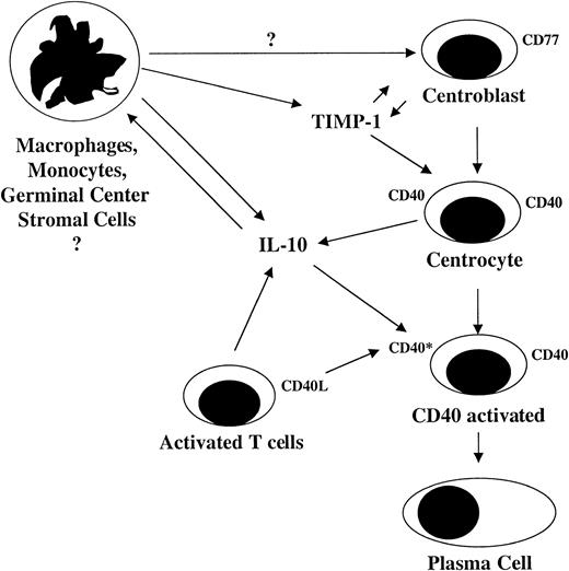 Fig. 6. Model for TIMP-1 control of B cell differentiation from the centroblast to plasma cell.
