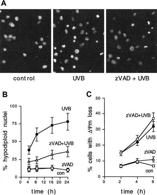 Fig. 3. UVB-induced apoptosis of IDCs is inhibited by zVAD. / (A) IDCs were left untreated, exposed to 1 J/cm2 UVB, or pretreated with the broad-spectrum caspase inhibitor zVAD-fmk (40 μM) 20 minutes before UVB irradiation. Nuclear fragmentation was revealed after 8 hours by Hoechst staining and fluorescence microscopy. Results are shown from 1 of 5 representative experiments. (B) zVAD inhibition of UVB-induced DNA fragmentation in IDCs (as detected by propidium iodide staining and FACS analysis) at the indicated time points. Means ± SD from 3 experiments are shown. (C) IDCs were UVB irradiated (1 J/cm2), and ΔΨm was evaluated at the indicated time points by FACS analysis. UVB-induced ΔΨm loss is not inhibited by zVAD pretreatment (40 μM, 20 minutes). Means ± SD from 3 experiments are shown.