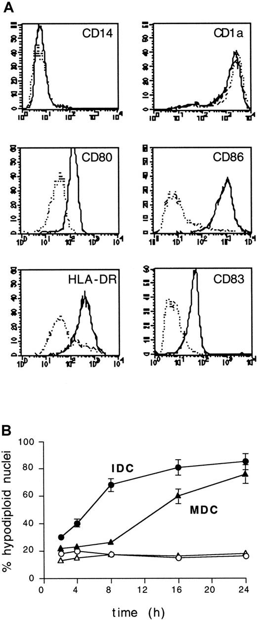 Fig. 4. MDCs acquire resistance to UVB irradiation. / (A) Surface phenotype of IDCs and MDCs used in this study. Cells were studied for the expression of the indicated surface markers and analyzed by FACS. Relative fluorescence intensity, x-axis; relative cell number, y-axis. Dotted lines, IDCs; solid lines, MDCs. Control mAb staining histograms were confined within the first decade on the x-axis (not shown). (B) IDCs and MDCs from the same donor were exposed to UVB (1 J/cm2), and the percentage of hypodiploid nuclei was evaluated by propidium iodide staining and FACS analysis at the indicated time points. ○ and ▵, untreated cells; ▪ and ▴, UVB-treated cells; ▴ and ▵, MDCs; ● and ○, IDCs. Means ± SD from 5 experiments are shown.
