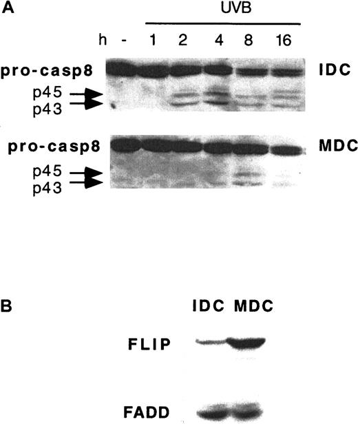 Fig. 5. Delayed UVB-induced caspase 8 activation and FLIP up-regulation in MDCs. / (A) IDCs and MDCs from the same donor were exposed to 1 J/cm2 UVB and analyzed by Western blotting for caspase 8 processing (pro-casp8) at the time points indicated. (B) FLIP and FADD expression in IDCs and MDCs from the same donor. Representative blots from 1 of 4 donors giving similar results are shown.