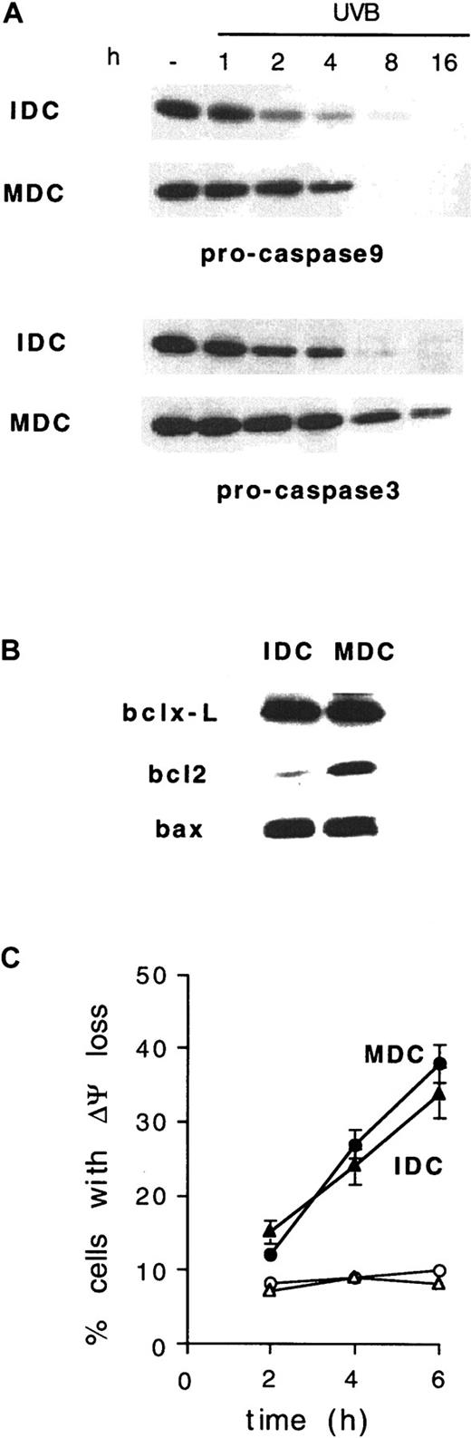Fig. 6. Delayed UVB-induced caspases 9 and 3 activation and bcl2 up-regulation in MDCs. / (A) IDCs and MDCs from the same donor were exposed to 1 J/cm2 UVB and analyzed by Western blotting at the time points indicated for caspase 9 (pro-caspase9) and caspase 3 processing. (B) Expression of bcl2, bclxL, and bax was investigated in IDCs and MDCs from the same donor. Representative blots from 1 of 3 donors giving similar results are shown. (C) Time course of UVB-induced ΔΨm dissipation in IDCs and MDCs derived from the same donor. ○ and ▵, untreated cells; ● and ▴, UVB-treated cells; ▴ and ▵, IDCs; ● and ○, MDCs. Means ± SD from 4 experiments are shown.