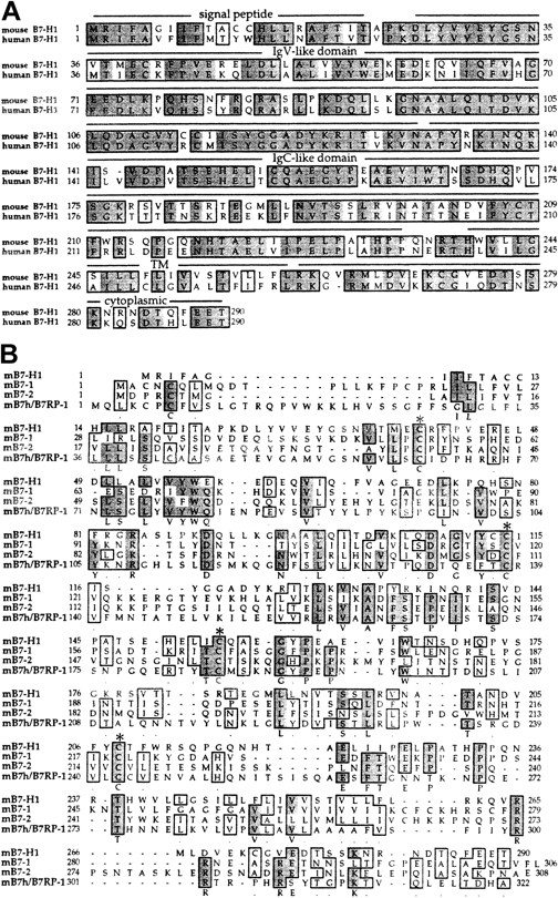 Fig. 1. Putative amino acid sequence of mouse B7-H1 and alignment with human B7-H1. / (A) Predicted amino acid sequence of mB7-H1 and alignment with human B7-H1. Signal peptide, IgV-like domain, IgC-like domain, transmembrane (TM), and cytoplasmic tail are indicated. (B) Alignment of mB7-H1 with other members of the B7 family. Conserved cysteine residues, which may be important to form the disulfide bounds of IgV and IgC domains, are marked by star signs. A few gaps (−) were introduced for the optimal alignment. Identical amino acid residues are shaded and conserved residues are boxed. The nucleic acid and amino acid sequences of mouse B7-H1 are available from GenBank under accession no. AAG31810.