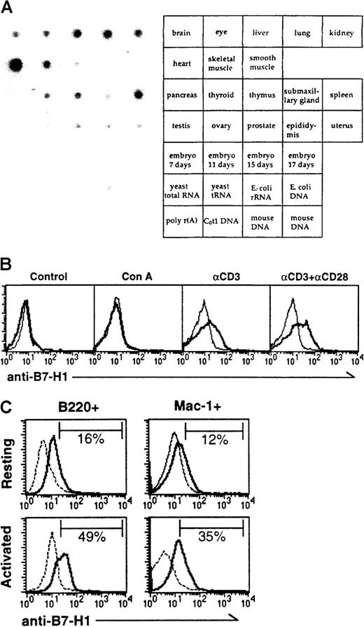 Fig. 2. Expression pattern of mB7-H1. / (A) Tissue distribution of mB7-H1 mRNA in mouse tissue dot blot (Clontech). The random-primed cDNA probe containing the full length of mB7-H1 cDNA was prepared and labeled using 32P-dCTP. The tissues corresponding to the dot are indicated in the right panel. (B) Expression of mB7-H1 on resting and activated T cells. NW-purified T cells were analyzed without (control) or with stimulation of Con A, anti-CD3, or anti-CD3 plus anti-CD28 for 48 hours. The cells were stained by FITC-conjugated mAb against CD3 and rabbit anti–B7-H1 antibodies (solid line) or control immunoglobulin (dotted line) followed by PE-conjugated goat antirabbit IgG. Positive cells for CD3 were gated and analyzed for the expression of mB7-H1 by FACS. (C) Expression of mB7-H1 on B cells and macrophages. Freshly isolated mouse splenocytes were analyzed without (upper panel) or with stimulation (Activated; lower left panel) by LPS for 48 hours. Macrophages obtained from the peritoneal cavity of B6 mice were stimulated with LPS and IFN-γ (lower right panel). The cells were doubly stained by FITC-conjugated mAb against B220 or Mac-1 and rabbit anti–B7-H1 antibodies (solid line) or control immunoglobulin (dotted line) followed by PE-conjugated goat antirabbit IgG. Positive cells for B220 or Mac-1 were gated and analyzed for the expression of mB7-H1 by FACS. The percentages of B7-H1+ cells in the gated fraction are indicated in each histogram.