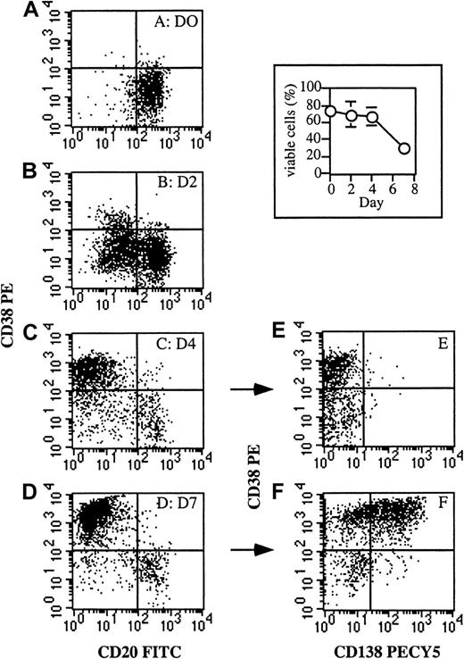 Fig. 1. Kinetics of plasma cell differentiation. / Resting memory cells were activated for 4 days with CD40L+fibroblasts in the presence of 50 U/mL IL-2 and 100 ng/mL IL-10 as described in “Materials and methods.” At the end of activation, cells were harvested and washed. Activated B cells (day 0) were then recultured for 7 days with IL-2 and IL-10 in the presence of anti-CD40L mAb. The cell phenotype was analyzed in double-staining with anti-CD38–PE mAb and anti-CD20–FITC mAb (A, B) or in triple-staining with anti-CD38–PE, anti-CD20–FITC, and anti-CD138–PECy5 mAbs (C-F). (A) Activated B cells CD20+CD38±; (B) preplasmablasts CD20±CD38+; (C, E) plasmablasts CD20−CD38++CD138−; and (D, F) early plasma cells CD20−CD38+++CD138++. Results are representative of 1 out of more than 10 experiments. Insert: Changes in viable cell number during PC generation. Apoptotic cells were identified and counted by Apo2.7 staining. Results are given as the mean ± SD of 6 experiments.