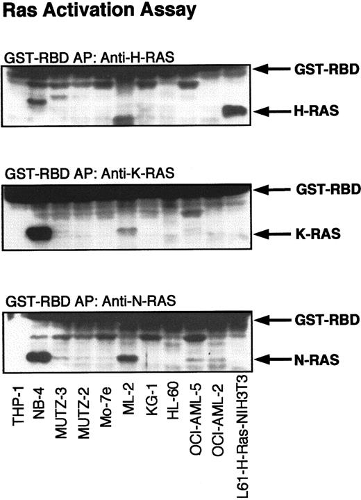 Fig. 1. Activation of RAS in myeloid leukemia cell lines. / Lysates of myeloid leukemia cell lines were subjected to affinity precipitation (AP) with GST-RBD as described in “Materials and methods.” RAS proteins were detected by immunoblotting with H-, K-, and N-RAS antibodies. H-RAS (L61)–transformed NIH-3T3 fibroblasts were used as a positive control for activated H-RAS.
