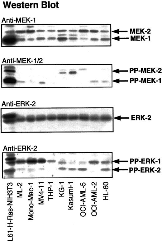 Fig. 2. Activation of ERK-1/2 and MEK-1/2 in myeloid leukemia cell lines. / Myeloid leukemia cell lysates were adjusted for protein concentration and equal amounts of total cell protein were subjected to SDS-PAGE. Western analysis was performed with antibodies against MEK-1, ERK-2, PP-MEK-1/2, and PP-ERK-1/2. L61-H-RAS–transformed NIH-3T3 cell lysates were used as positive controls for the RAS-induced activation of ERKs and MEKs.