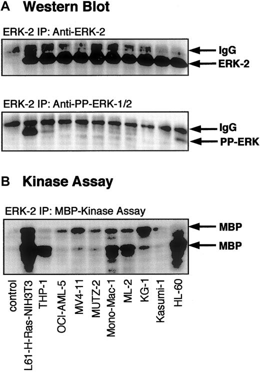 Fig. 3. Activation of ERK-2 in myeloid leukemia cell lines. / Lysates of myeloid leukemia cell lines were subjected to immunoprecipitation with an antibody against ERK-2 (which also cross-reacts with ERK-1). After washing the immunoprecipitates, immunocomplex kinase assays were performed as described in “Materials and methods.” (A) Western blot of the immunoprecipitates with an antibody specific for ERK-2 and an antibody specific for activated PP-ERK-1/2. (B) Autoradiogram of kinase assay demonstrating MBP phosphorylation by immunoprecipitated ERK-1/2. N-RAS (L61)–transformed NIH 3T3 fibroblasts were used as a positive control for the RAS-induced activation of ERK-1/2. A nonspecific antibody was used as a negative control.