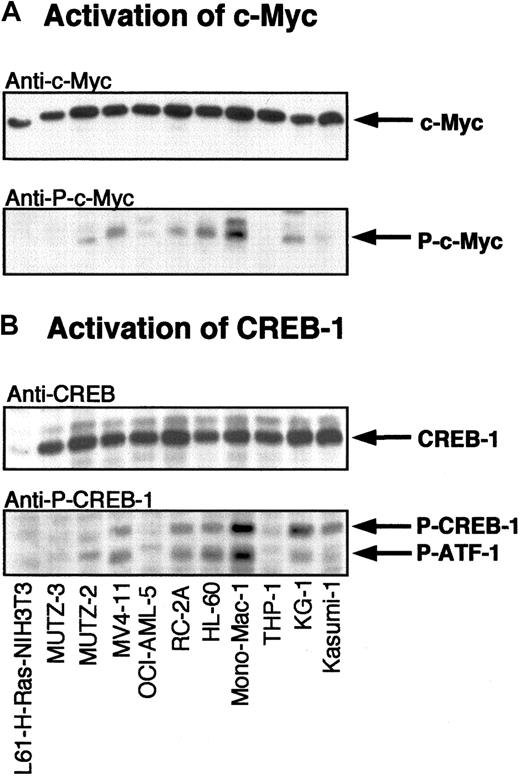 Fig. 4. Activation of MAPK-dependent transcription factors in myeloid leukemia cell lines. / Lysates of myeloid leukemia cell lines were subjected to SDS-PAGE followed by Western blotting with anti–c-Myc (A) and anti–CREB-1 (B) antibodies. Activated c-Myc and CREB-1/ATF-1 were detected with phosphospecific antibodies against activated c-Myc and CREB-1.