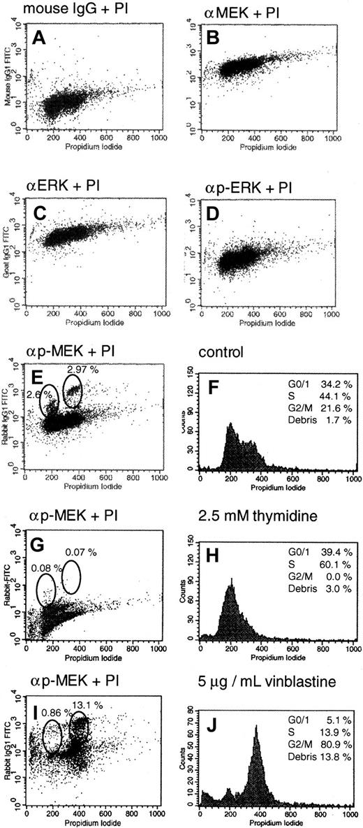 Fig. 6. Activation of MEK-1/2 during cell-cycle progression. / HL-60 cells were prepared for FACS analysis as described in “Materials and methods.” Graph A shows a representative control with unspecific mouse IgG antibodies. Similar results were obtained with rabbit and goat controls (data not shown). All cells were clearly positive when probed with ERK-2 or MEK-1 antibodies (graphs B,C), and only slightly positive when stained with phosphospecific antibodies against activated PP-ERK-1/2 and PP-MEK-1/2 (graphs D,E). Graph F shows the cell-cycle profile of untreated HL-60 cells stained with propidium iodide. Additionally, PP-MEK-1/2 staining revealed 2 strongly positive populations, which correlated with the G0/G1and G2/M phases of the cell cycle (graphs E,F). Treatment of HL-60 cells with excess thymidine (2.5 mM) for 10 hours: G, staining with anti–PP-MEK-1/2 antibodies; H, cell-cycle profile. Treatment of HL-60 cells with 5 μg/mL vinblastine for 10 hours: I, staining with anti–PP-MEK-1/2 antibodies; J, cell-cycle profile.
