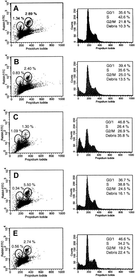 Fig. 8. Effects of U0126, FPT-3, or FTI-277 treatment for 18 hours on the cell-cycle–dependent activation of MEK-1/2. / NB-4 cells were incubated in the absence or the presence of 50 μM FPT-3, 50 μM U0126, or 20 μM FTI-277. After 18 hours, double staining with propidium iodide and an antibody specific for activated PP-MEK-1/2 was performed as described in “Materials and methods.” Representative cell-cycle profiles (left) and FACS profiles of the double staining (right) are shown. (A) Untreated NB-4 cells; (B) solvent-treated (DMSO) NB-4 cells; (C) NB-4 cells treated with 50 μM FPT-3; (D) NB-4 cells treated with 20 μM FTI-277; (E) NB-4 cells treated with 50 μM U0126.