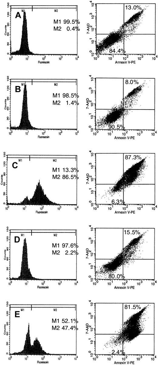 Fig. 10. Induction of apoptosis by treatment with FPT-3, FTI-277, or U0126. / NB-4 cells were incubated in the presence or absence of 50 μM FPT3, 50 μM U0126, or 20 μM FTI-277. After 18 hours, cells were harvested and labeling of DNA strand breaks was performed applying the TUNEL method as described in “Materials and methods” (left). M1 indicates no DNA fragmentation; M2, DNA fragmentation. Exposure of phosphatidylserine on the outer leaflet of the plasma membrane was detected using an Annexin V-PE/7AAD double staining method as described in “Materials and methods” (right). Apoptotic exposure of phosphatidylserine is shown in the upper right square. Results are given in percentage of total cell population. (A) Untreated NB-4 cells; (B) solvent-treated (DMSO) NB-4 cells; (C) FPT-3–treated NB-4 cells; (D) FTI-277–treated NB-4 cells; (E) U0126-treated NB-4 cells.