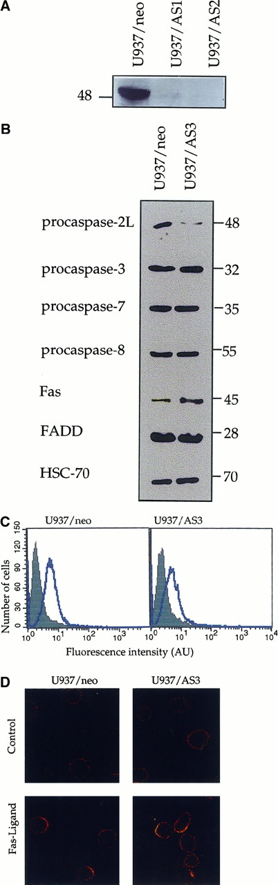 Fig. 2. Characterization of U937 cells stably transfected with CASP2L/AS. / U937/AS1 and U937/AS2 are 2 mixed cell populations transfected with CASP2L/AS. U937/neo and U937/AS3 are 2 clones selected after transfection with empty pTARGET and CASP2L/AS vectors, respectively. (A) Western blot analysis of procaspase-2L expression in U937/AS1 and U937/AS2 cells. (B) Western blot analysis of procaspase-2L, -3, -7, -8, FADD, and Fas expression in U937/neo and U937/AS3 cells. HSC-70 expression level was used for loading control. (C) Flow cytometry analysis of Fas expression (open area) on plasma membrane of U937/neo and U937/AS3 cells. An isotype-matched nonrelevant Ab was used as negative control (filled area). (D) Confocal microscopy analysis of Fas expression in control and FasL (5 U/mL; 3 hours) treated U937/neo and U937/AS3 cells (magnification × 40).