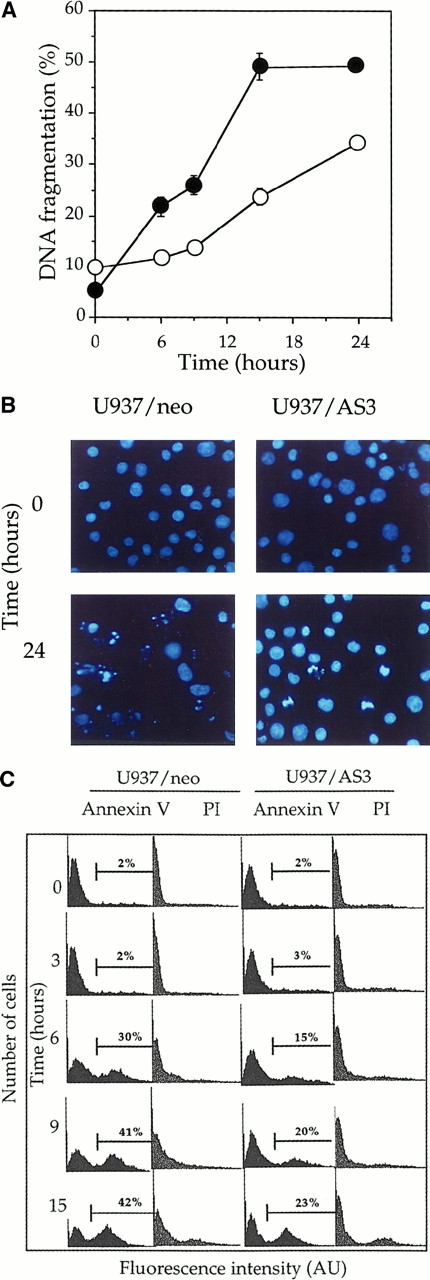 Fig. 3. Down-regulation of procaspase-2L expression delays anti-Fas Ab–induced apoptosis in U937/AS3 cells. / (A) At indicated times after anti-Fas Ab treatment (x-axis; hours), DNA fragmentation was quantified by a DNA filter elution assay in U937/neo (●) and U937/AS3 (○) cells. Data points, means of 2 independent experiments in triplicate; bars indicate SD. (B) Morphologic aspect of control and anti-Fas Ab–treated (CH11 50 ng/mL, CHX 0.8 μg/mL; 24 hours) U937/neo and U937/AS3 cells stained by Hoeschst 33342 (magnification × 40). (C) Flow cytometry profile of FITC-conjugated annexin V and propidium iodide (PI)–labeled U937/neo and U937/AS3 at various times after anti-Fas Ab treatment. Percentages of annexin V+ cells are indicated. The percentage of labeled cells with PI did not exceed 10%, 15 hours after treatment.