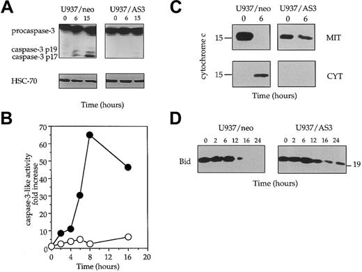 Fig. 4. Decreased expression of procaspase-2L prevents activation of the mitochondrial pathway to cell death. / (A) The appearance of the active p19 and p17 fragments of caspase-3 was detected by Western blot analysis in U937/neo and U937/AS3 after anti-Fas Ab treatment. HSC-70 expression level is shown as protein loading control in each lane. (B) Kinetics of DEVD-AMC hydrolysis in U937/neo (●) and U937/AS3 (○) cells. Enzyme activities were measured as initial velocities and expressed relative to control untreated cells. One representative of 2 independent experiments is shown. (C) Subcellular localization of cyctochrome c was performed from enriched mitochondrial (MIT) and cytosolic (CYT) extracts prepared from control and anti-Fas Ab–treated (6 hours) U937/neo and U937/AS3 cells. (D) Expression of Bid was monitored in U937/neo and U937/AS3 cells by Western blot analysis at indicated times after anti-Fas Ab treatment.