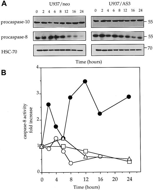Fig. 5. Decreased expression of procaspase-2L prevents anti-Fas Ab–mediated procaspase-8 activation. / (A) Western blot analysis of procaspase-10 and procaspase-8 expression in U937/neo and U937/AS3 cells at indicated times (x-axis; hours) after anti-Fas Ab treatment. HSC-70 expression level is used as protein loading control. One representative of 3 independent experiments is shown. (B) Kinetics of IETD-AFC hydrolysis in U937/neo (●), U937/AS3 (○), U937/AS1 (■), and U937/AS2 (▵) cells. Enzyme activities were measured as initial velocities and expressed as relative to control untreated cells.