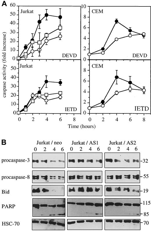 Fig. 7. Western blot analyses in Jurkat cells exposed to anti-Fas Abs. / Jurkat and CEM cells were exposed for indicated times to 50 ng/mL and 1 μg/mL CH11 Abs, respectively. (A) DEVDase and IETDase activities were measured in Jurkat/neo (●), Jurkat/AS1 (○), Jurkat/AS2 (■), CEM/neo (●), and CEM/AS (○) as initial velocities. Results were related to those obtained in untreated cells (one representative of 2 experiments; SD, samples in triplicate). (B) Western blot analysis of indicated proteins in Jurkat/neo and Jurkat/AS cells exposed for indicated times to 50 ng/mL CH11 anti-Fas Abs.