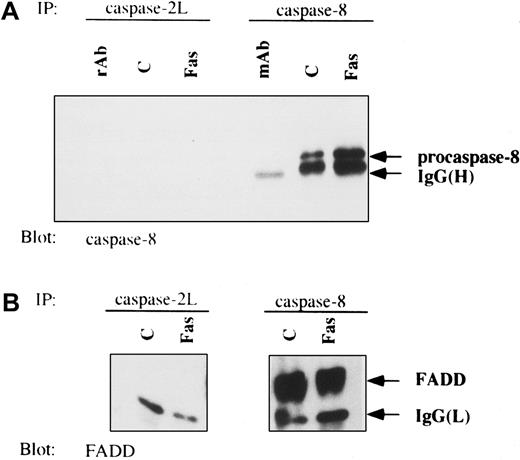 Fig. 9. Lack of interaction of procaspase-2L with FADD and procaspase-8 in anti-Fas Ab–treated U937 cells. / Coimmunoprecipitation (IP) experiments from control (c) and anti-Fas Ab–treated (Fas; 6 hours) U937/neo cells were performed with anticaspase-2L or anticaspase-8 Abs. Western blot analysis was revealed with anticaspase-8 (A) and anti-FADD (B) Abs. Abs used to perform IPs were loaded as control (rAb and mAb).
