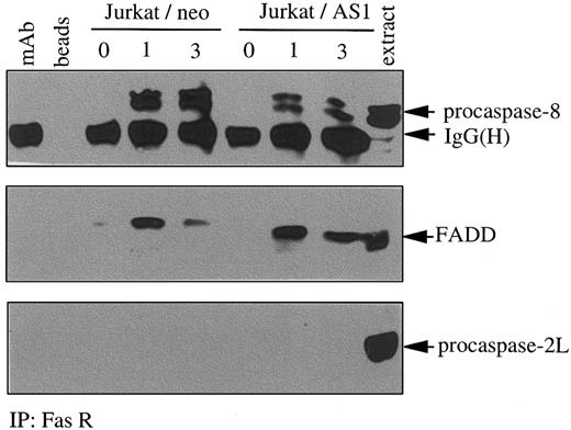 Fig. 10. Decreased expression of procaspase-2L does not inhibit the formation of the DISC. / Jurkat/neo and Jurkat/AS1 cells were treated for indicated times with recombinant FasL. Immunoprecipitation (IP) with an anti-Fas receptor Ab was followed by immunoblot detection of FADD, procaspase-8, and procaspase-2L. Controls include the Ab alone (mAb), beads incubated in the absence of Ab (beads), and Jurkat cell extracts (extract).
