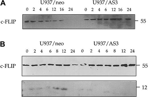 Fig. 11. Decreased expression of procaspase-2L prevents anti-Fas Ab–induced c-FLIP cleavage. / Kinetics of c-FLIP expression was monitored in U937/neo and U937/AS3 cells by Western blot analysis with 2 different Abs at the indicated times after anti-Fas Ab treatment. (A) Anti–c-FLIP polyclonal Ab from Upstate Biotechnology detected the 55-kd native protein. (B) Anti–c-FLIP polyclonal Ab from Pharmingen also detected a faint 12-kd band corresponding to a cleavage product.