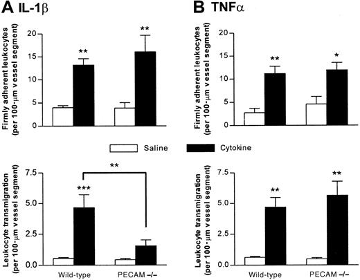 Fig. 2. Leukocyte responses induced by IL-1β and TNFα in cremasteric venules of PECAM-1–deficient mice. / PECAM-1–deficient and wild-type mice were treated either with intrascrotal saline or with IL-1β (30 ng) (A) or TNFα (300 ng) (B) 4 hours before the cremaster muscle was prepared for intravital microscopy. Upper and lower panels show leukocyte firm adhesion and transmigration, respectively, from the same experiments. The data represent mean ± SEM (n = 5 mice per group; *P < .05, **P < .01, ***P < .001).